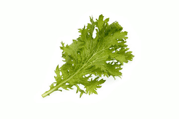 わさび菜 ハーブ野菜