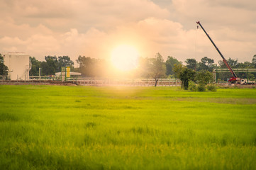 sunset over the field