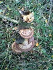 Brown polypore on the tree