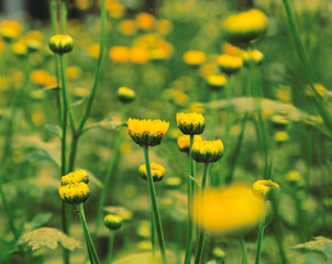 beautiful yellow flower blossom background