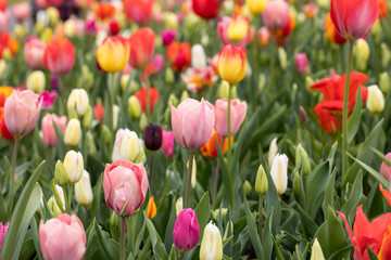 colorful tulips flowers blooming in a garden