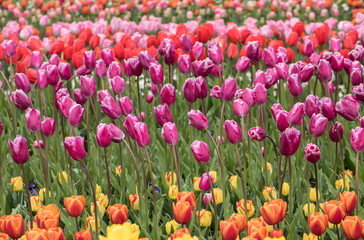 Fototapeta premium colorful tulips flowers blooming in a garden