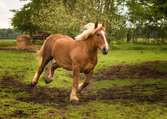 Obraz premium horse in action