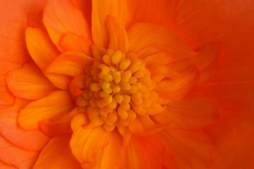 Bud of a blossoming plant is photographed close-up.. Begonia L.