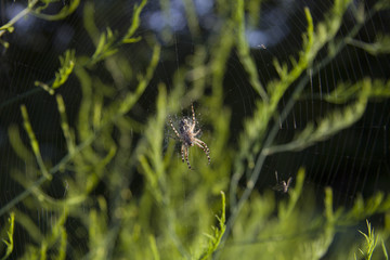 Naklejka na ściany i meble Spider and cobweb in the background of asparagus greens