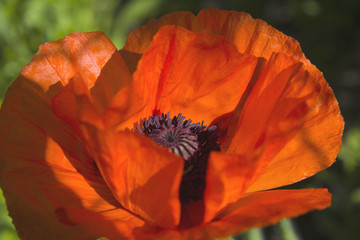Scarlet poppy in the morning sun is very close