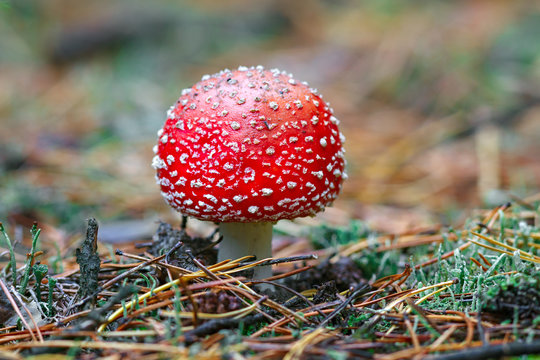 Mushroom Amanita muscaria photographed close-up in the forest.