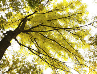 Different views of autumn scenery