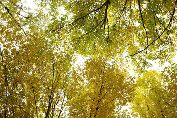 Different views of autumn scenery