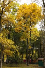 Naklejka premium Different views of autumn scenery