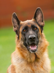 German Shepherd