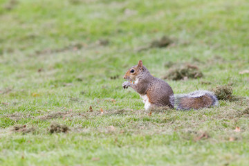 Naklejka na ściany i meble Grey squirrel in autumn park, telephoto