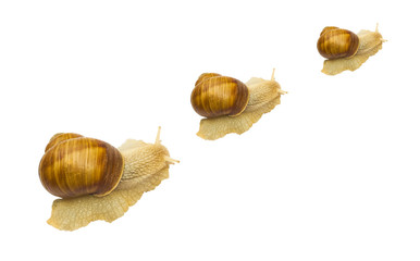snail set isolated on white background