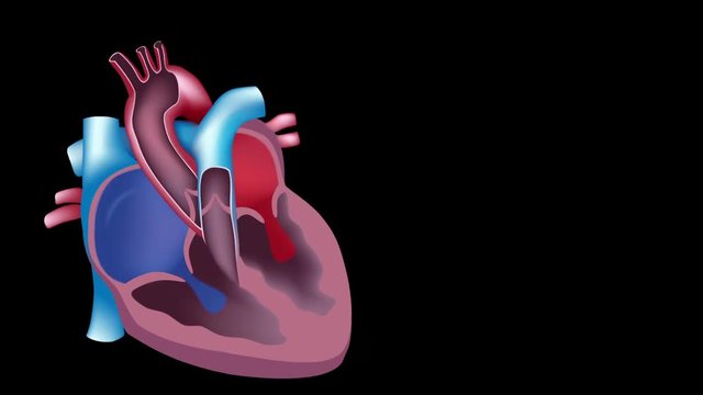 Heart blood flow loop animation