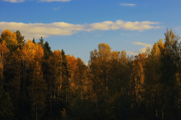 Fototapeta na wymiar Autumn forest with multicolored foliage
