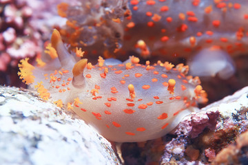 nudibranch clam underwater photo macro
