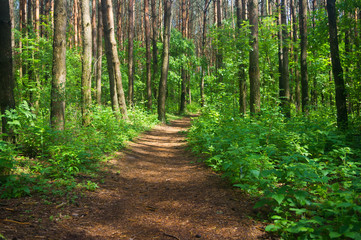 path in the woods