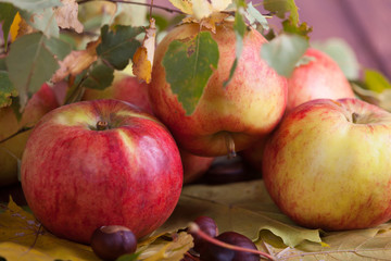 Beautiful tasty apples lie on a wooden floor with fallen leaves