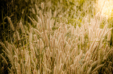 Grass flower field with sun ray effect above