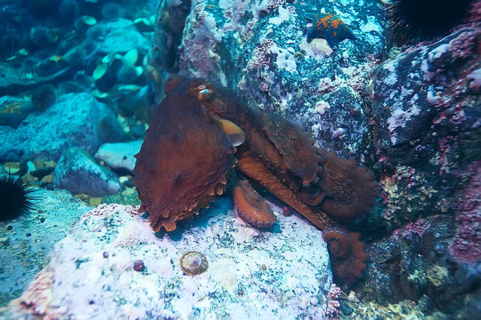 giant octopus underwater photo