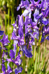 Siberian iris blue or purple flowers in sunlight