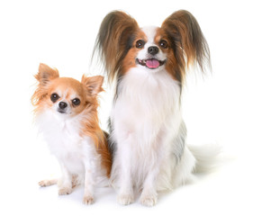 young papillon dog and chihuahua