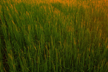 Grass texture close-up under the sun