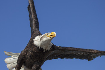 Bald eagle flying