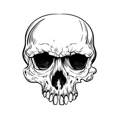 hand drawn anatomy skull . Vector