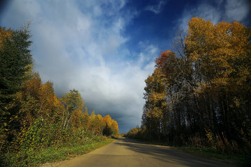 Obraz premium Bushes growing in a field