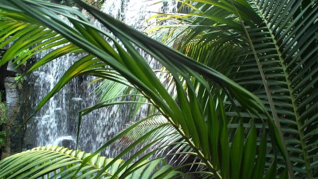Waterfall in a tropical forest