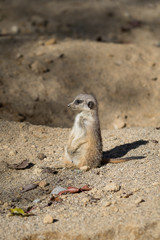 Baby Meerkat looking