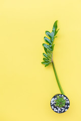 Flat lay small cactus in flowerpot and filodendron leaf on yellow background,top view © jcsmilly