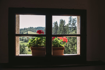 Window 