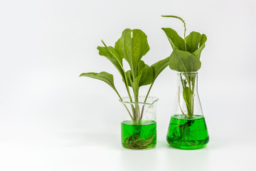 Herbal natural organic botany