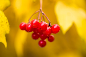 Viburnum, mountain ash, red fruit on the tree, yellow leaves