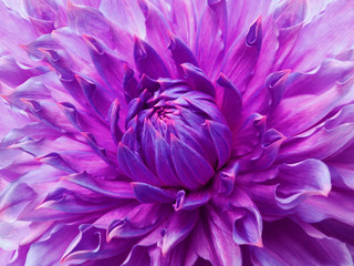 Dahlia  pink-violet flower.  Macro. Motley big flower. Background from a flower. Nature.