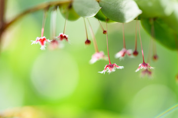 Small beautiful red flowers with green leaf background