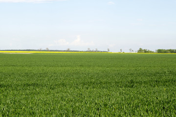 Wieś © KrólestwoNauki