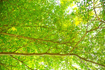 Fototapeta na wymiar Tree foliage in the tropics