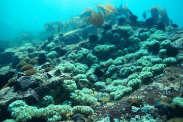 Naklejka na ściany i meble shell mussels on the sea bottom underwater photo