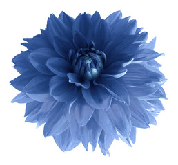 Blue dahlia flower isolated on white background with clipping path.  Closeup no shadows.  Nature.