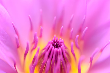 Close up beautiful pink lily flower and yellow pollen background