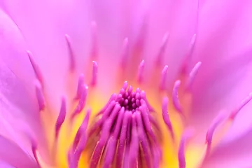 Cercles muraux fleur de lotus Close up beautiful pink lily flower and yellow pollen background