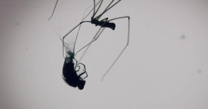 Creepy shot of a fly being eaten by a large common spider with back lit window