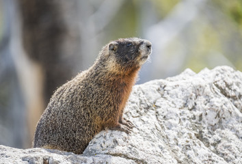 Yellow-bellied marmot