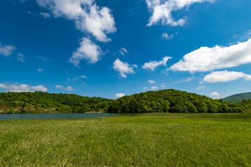 Green grass by the lake