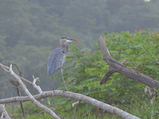 Gray heron,  Ardea cinerea Linnaeus, Héron cendré.  Rio Tárcoles, Costa Rica, Central America.