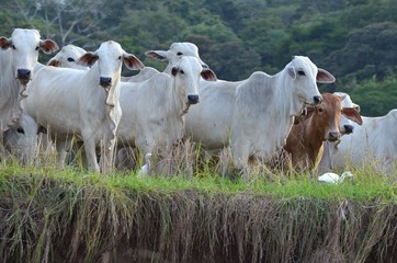 Vaches style brahmane, rives du rio Tarcoles, Costa Rica