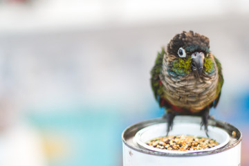 Cute little parrot looking into the camera while standing on a box. Copy space wide angle